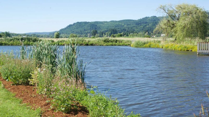 Springlake Community Pond Restoration