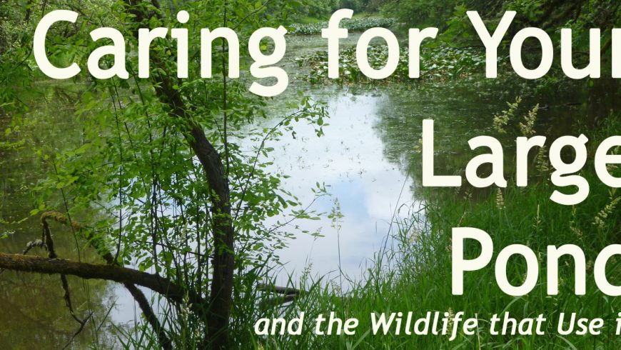 Caring for Your Large Pond
