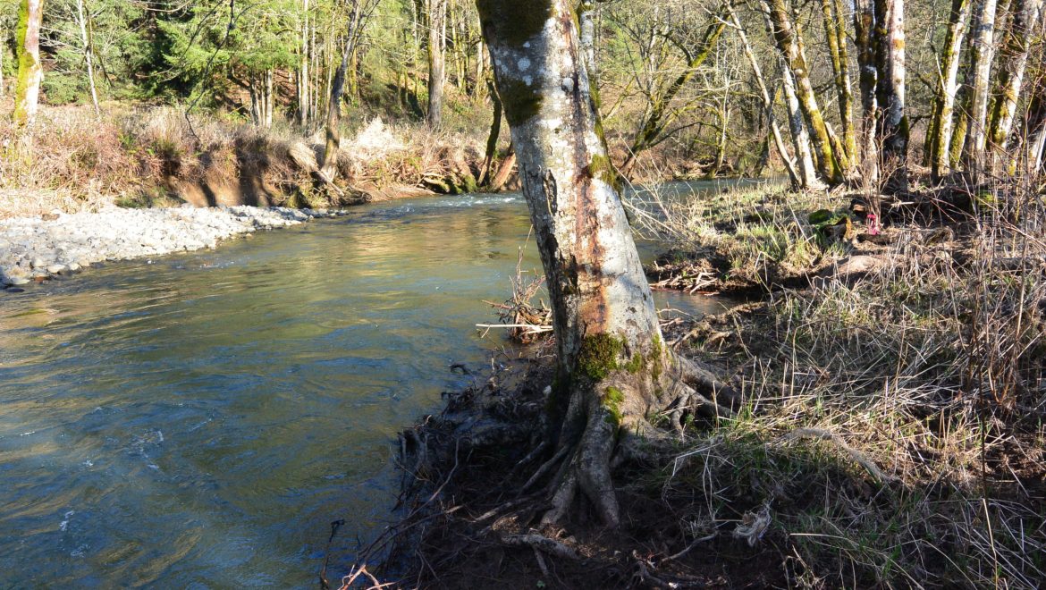 Lower North Scappoose Creek Restoration